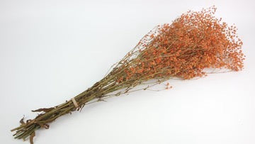 Gypsophile stabilisé orange clair