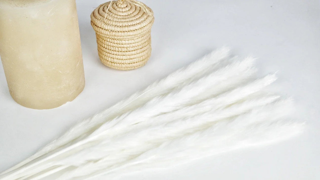 Mini Pampa séchées Blanc