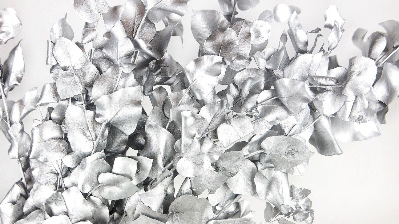 Eucalyptus Stuartiana argent