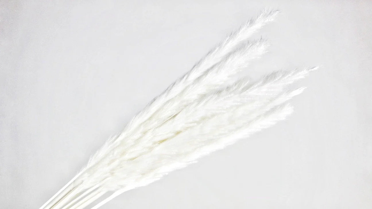 Mini Pampa séchées Blanc