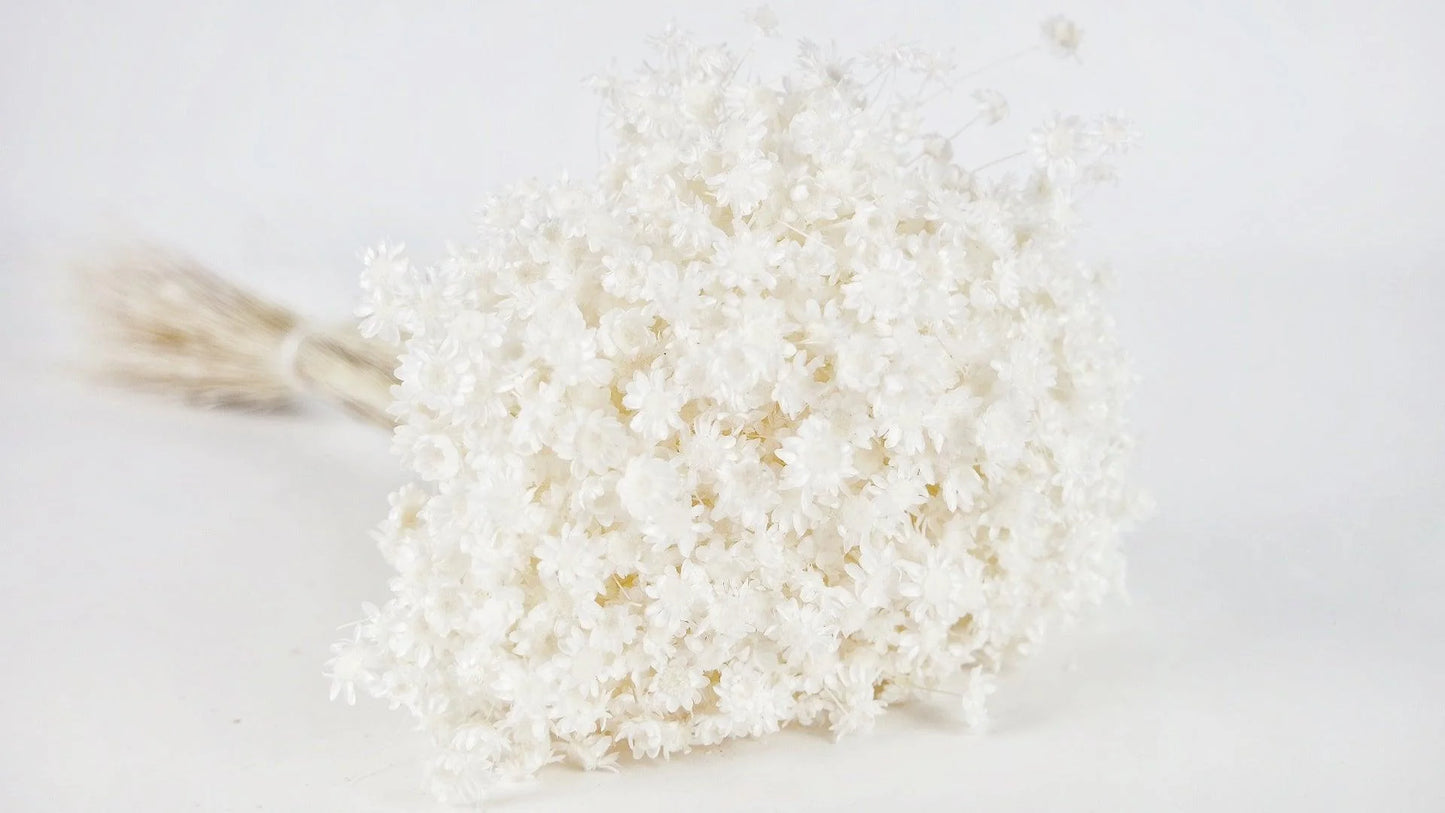 Dried Glixia White