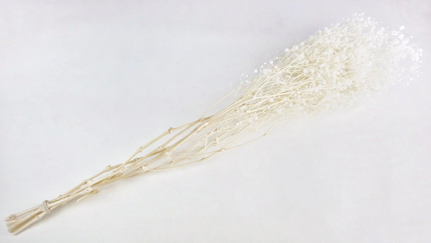 Natural color stabilized gypsophila