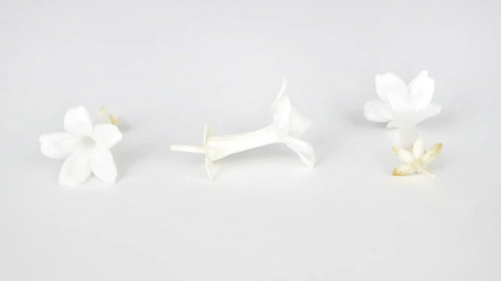 Jasmin stabilisé Earth Matters - Blanc