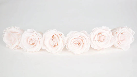 Roses stabilisées 6 cm - 6 têtes - Rose clair
