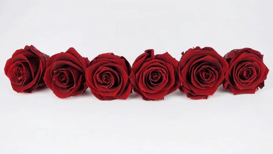 Roses stabilisées 6 cm - 6 têtes - Rouge Royal