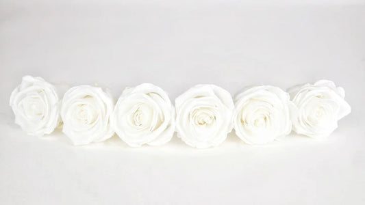 Roses stabilisées 6 cm - 6 têtes - Blanc