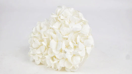 Hortensia stabilisé Blanc Pure - Kiara