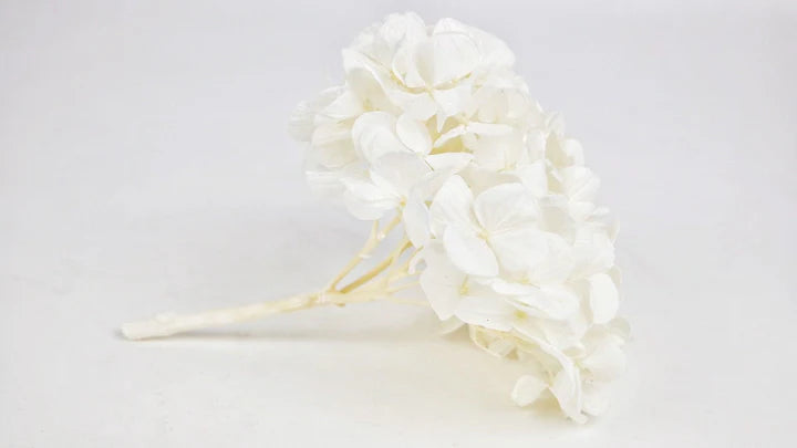 Hortensia stabilisé Blanc Pure - Kiara