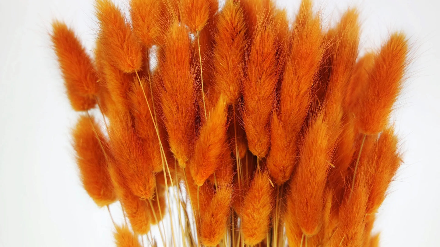 Lagures séchées - Ambre