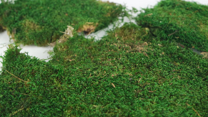 Mousse plate stabilisé Vert 500 g PRO