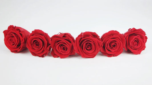 Roses stabilisées 6 cm - 6 têtes - Rouge clair