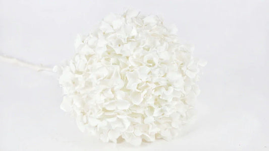 Hortensia stabilisé Blanc - Extra