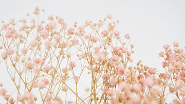 Gypsophile stabilisé rose clair