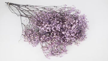 Gypsophile stabilisé Lavande