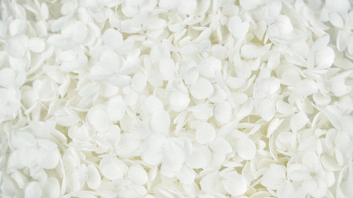 Hortensia stabilisé Anna - Blanc