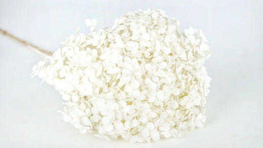 Hortensia stabilisé Anna - Blanc