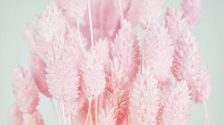 Light Pink Dried Phalaris