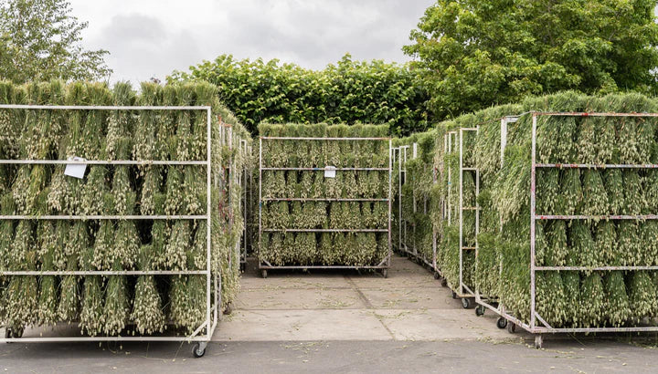 Natural color dried phalaris