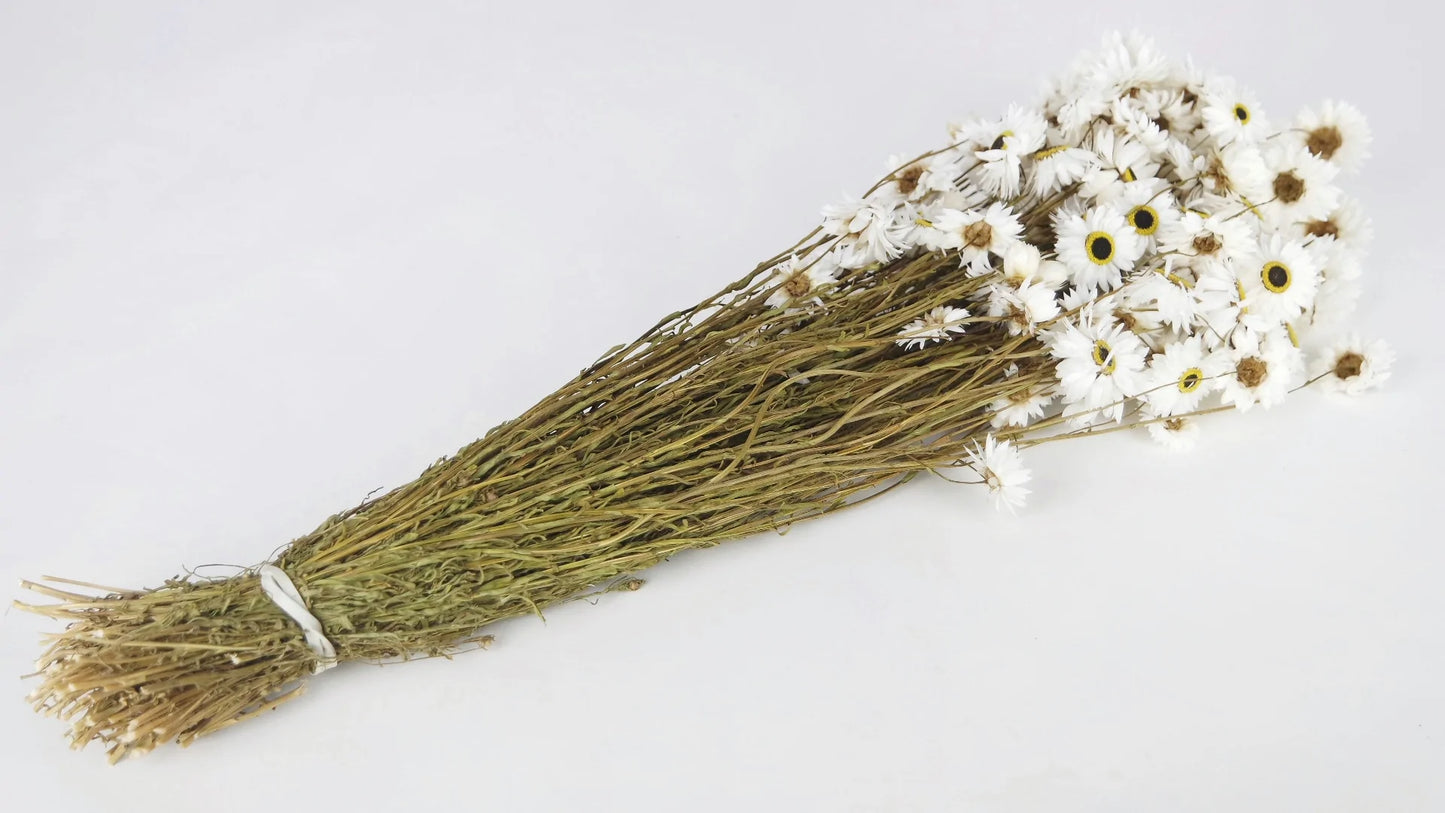 Acroclinium dried natural color white and black