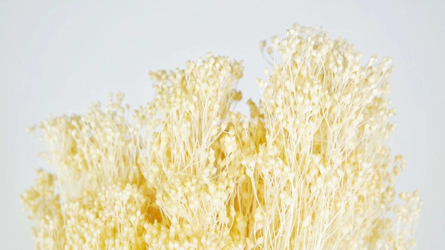 Broom Bloom stabilisé Vanille