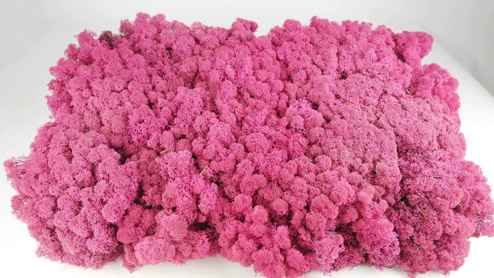 Lichen stabilisé Erica 5 Kg PRO