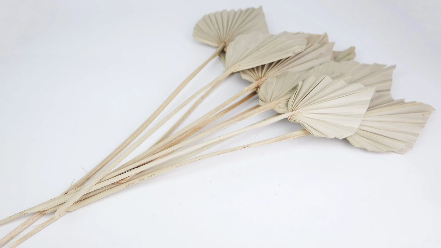 Natural color dried palms size M