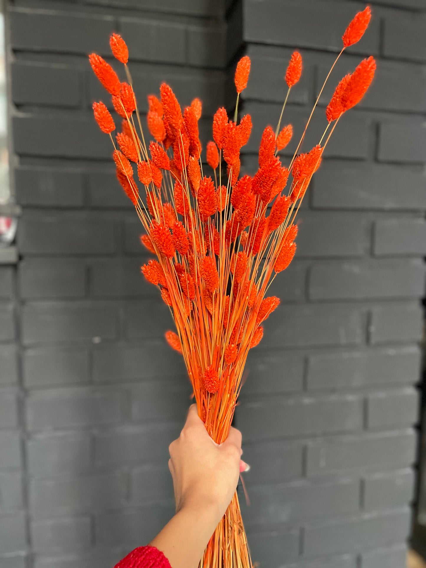 Amber Dried Phalaris