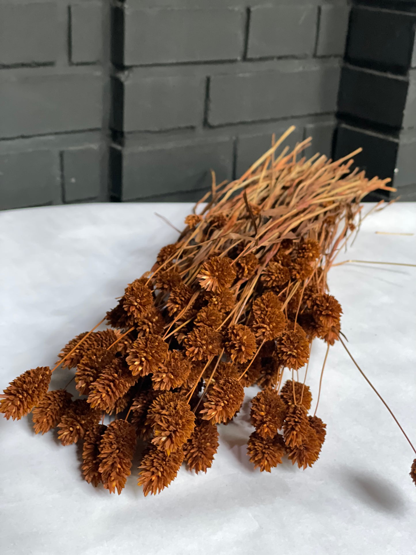 Brown Dried Phalaris