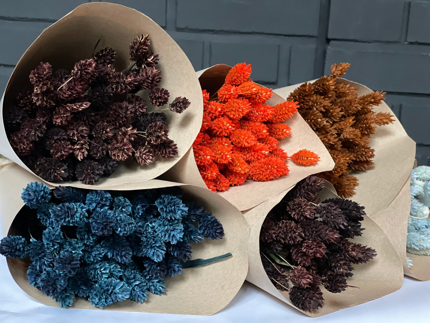 Midnight Blue Dried Phalaris