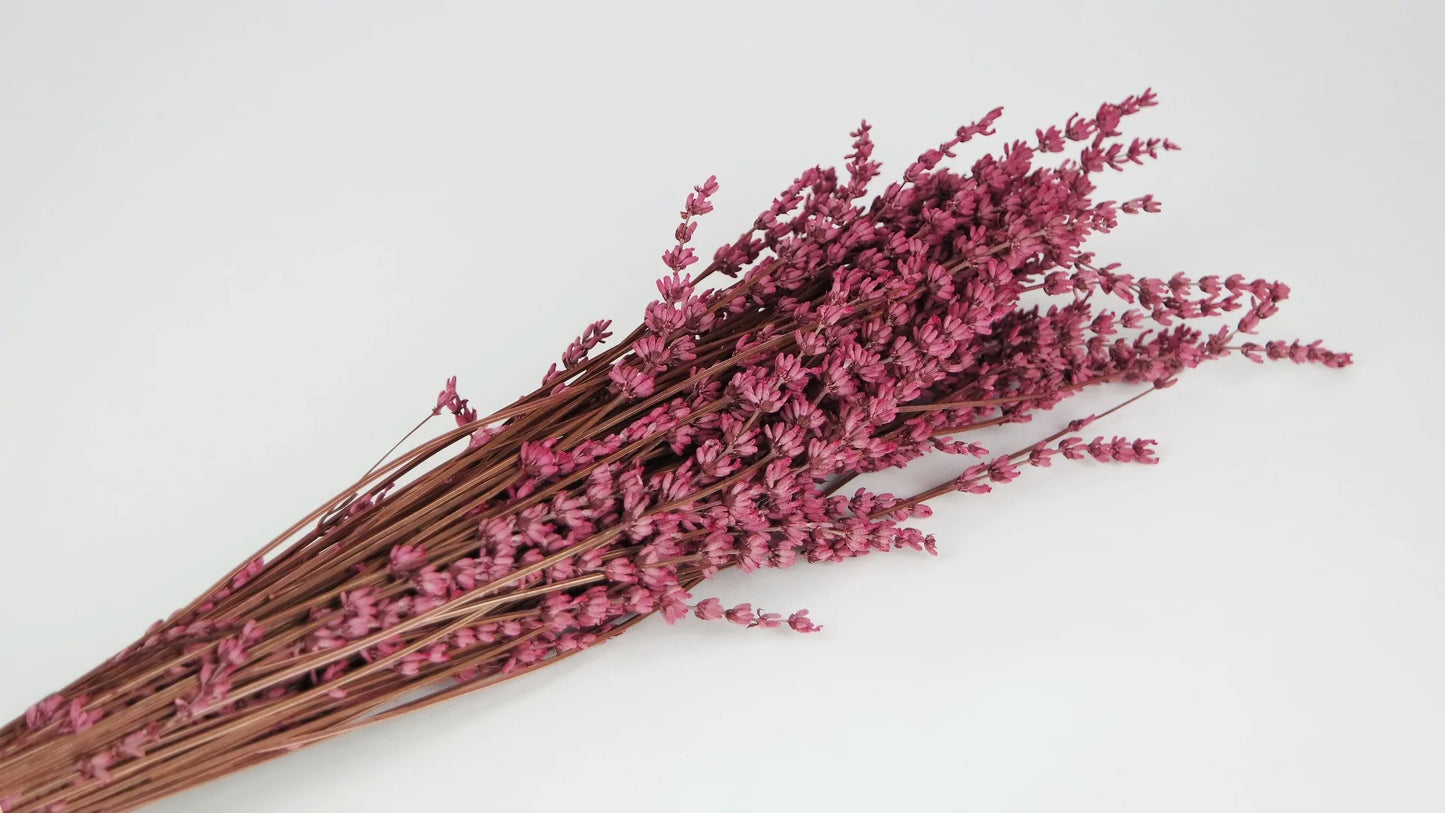 Stabilized dark pink lavender