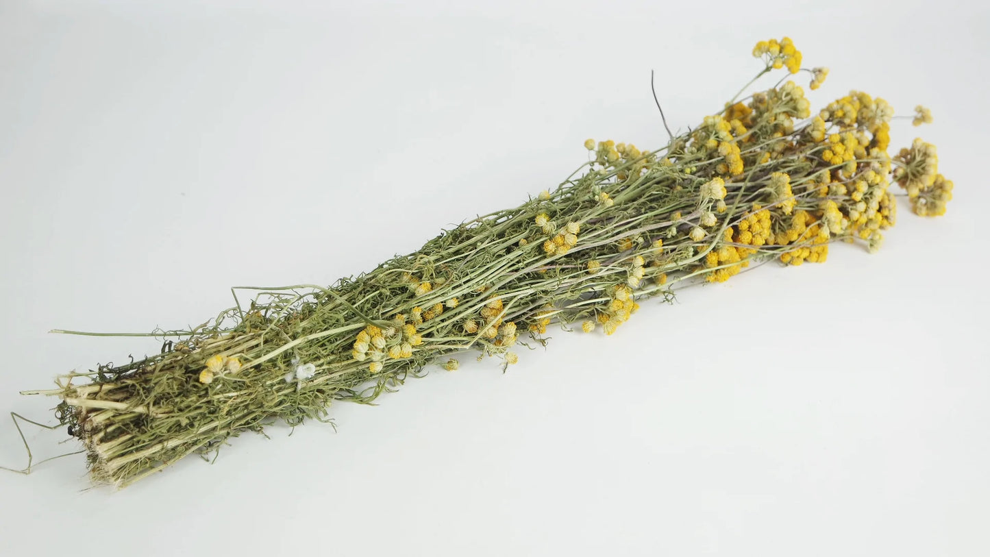 Lonas séchées couleur naturelle jaune botte