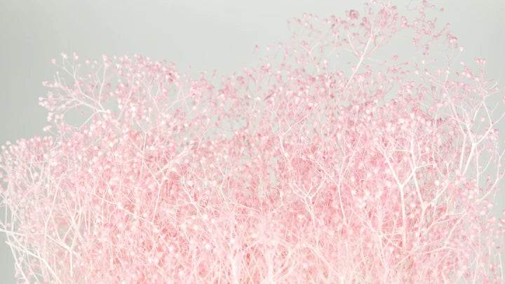Gypsophile mini stabilisé rose clair