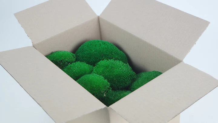 Green stabilized ball moss - small packaging - PRO
