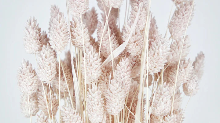 Lychee Dried Phalaris