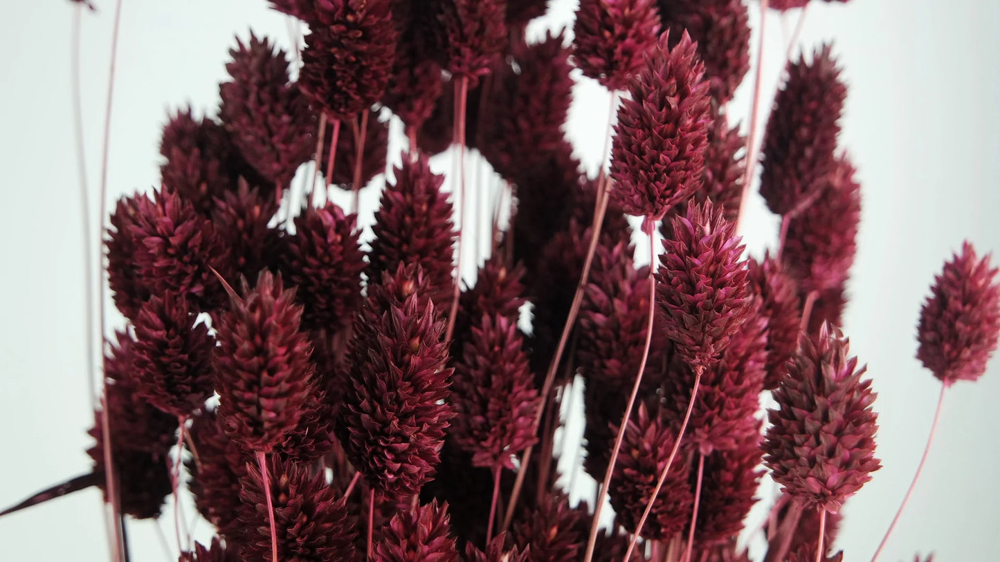 Dried Phalaris Berry