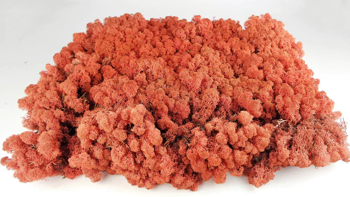 Lichen stabilized Siana 2.5 Kg PRO