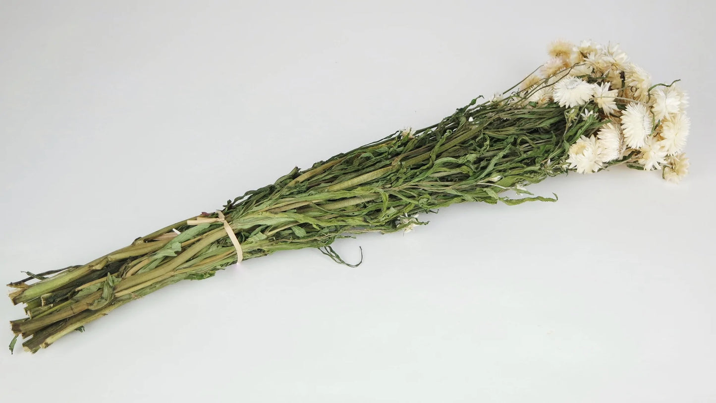 Dried everlasting flowers natural color Ivory