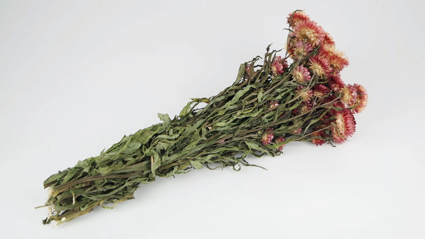 Dried Immortelles natural color Salmon