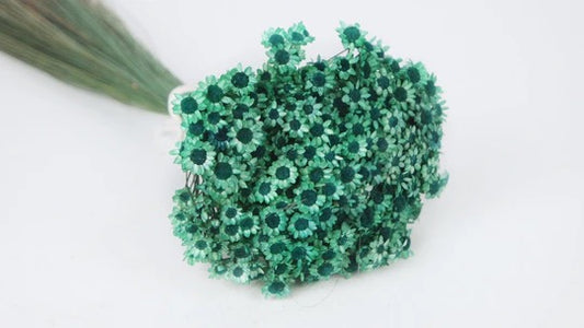Dried Glixia Emerald Green