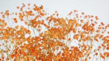 Gypsophile stabilisé orange clair