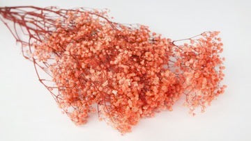 Gypsophile stabilisé - botte - Orange Flamme