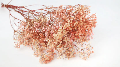 Gypsophile stabilisé - botte - Pink Rainbow