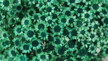Dried Glixia Emerald Green