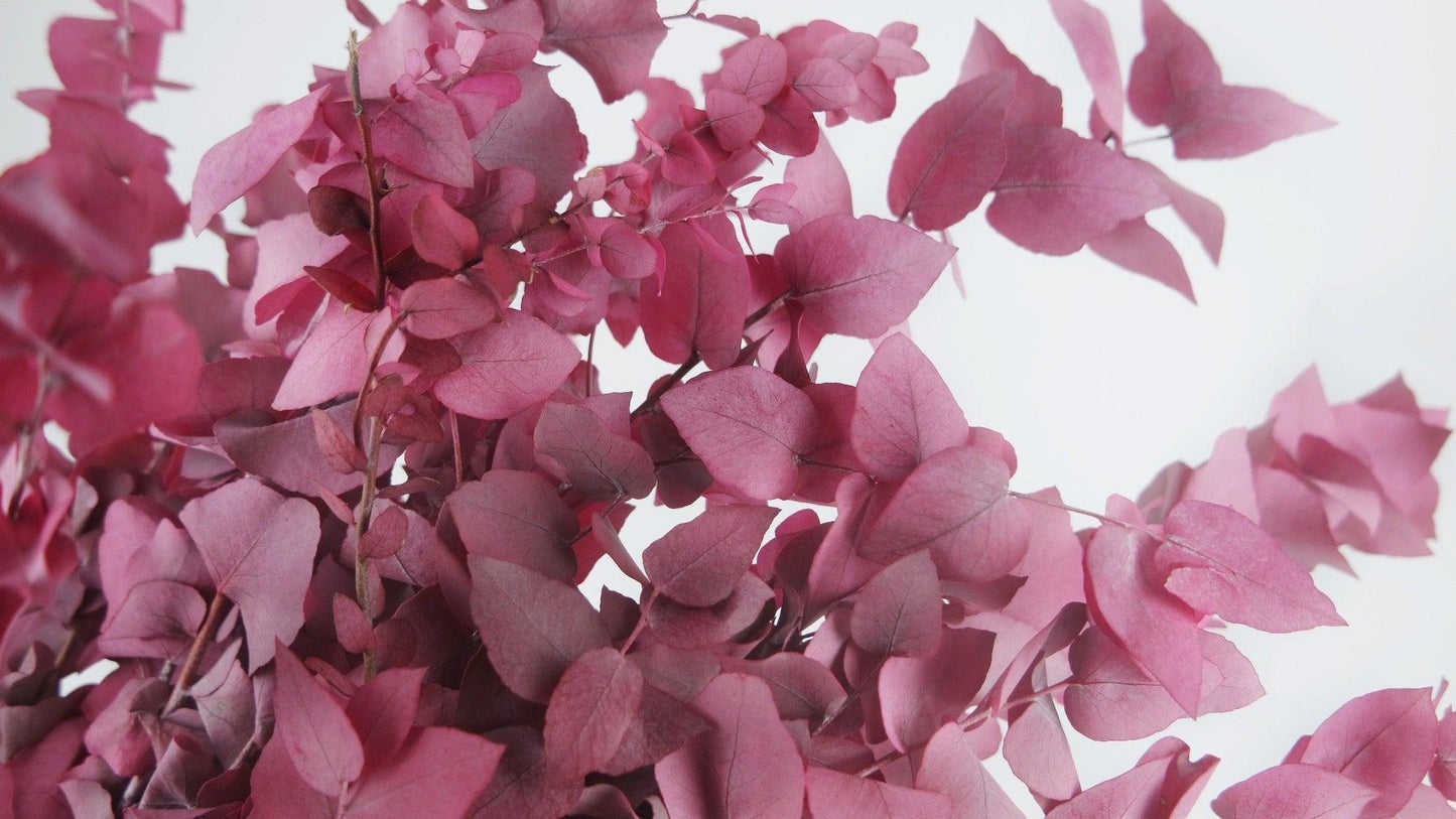 Eucalyptus Stuartiana en botte - Berry