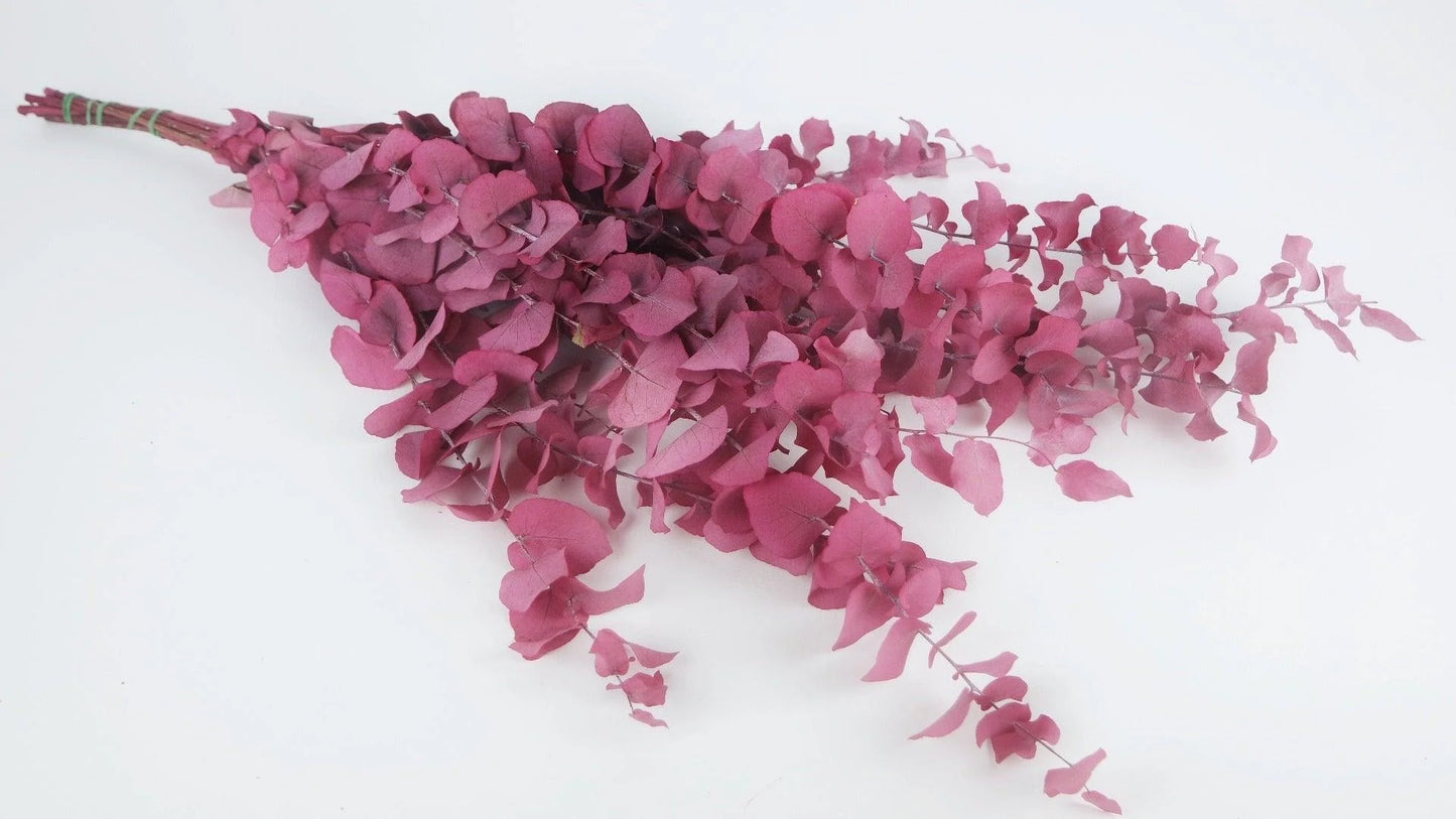 Eucalyptus Stuartiana en botte - Berry