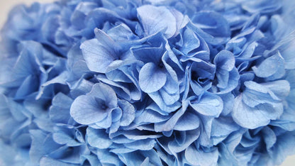 Azure blue stabilized hydrangea