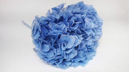 Azure blue stabilized hydrangea