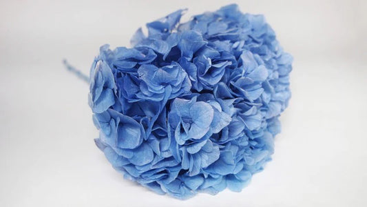Azure blue stabilized hydrangea
