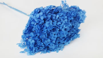 Hortensia Anna stabilisé Bleu