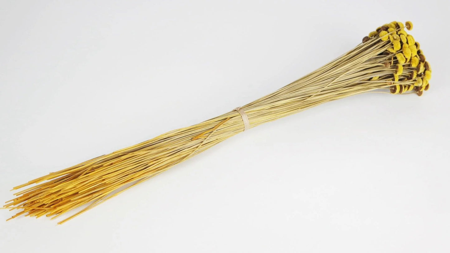 Acroclinium dried natural color white and black